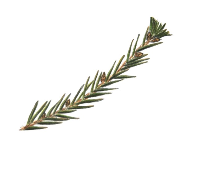 spruce_branch