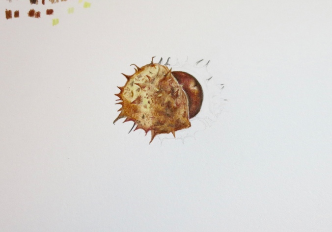 Illustration of a horse chestnut