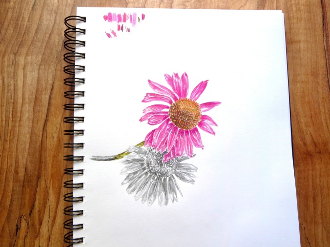 Drawing echinacea flowers